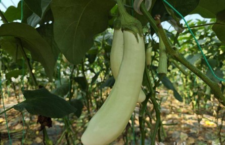 湖北廣水余店鎮(zhèn)：科技棚種出“致富菜”