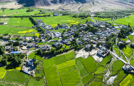 西藏江孜：油菜花盛放