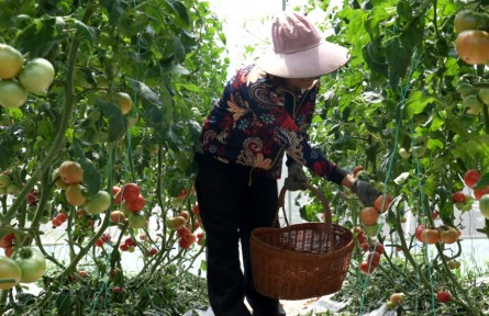 湖北孝昌中分村：創(chuàng)新經(jīng)營(yíng)模式 打造特色農(nóng)業(yè)助力鄉(xiāng)村振興