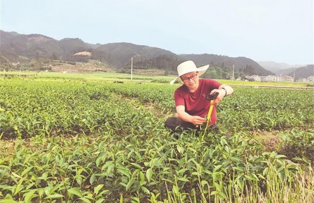 “綠色使者”吳開勇：深耕林海二十八載