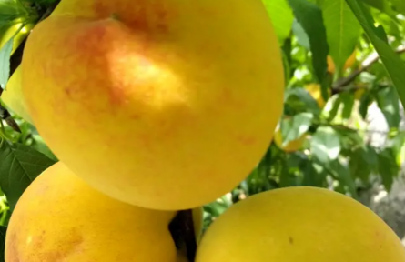 湖北陽新界首村：荒山種出“黃金果” 三產(chǎn)融合促振興