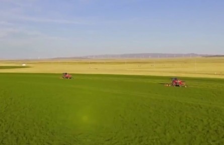 新疆吉木乃：6種牧草免耕混播 “種活”沙化草場