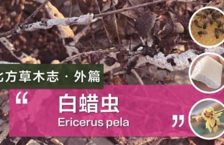 除了蜜蜂，這種蟲子的分泌物也可以制作蠟燭！