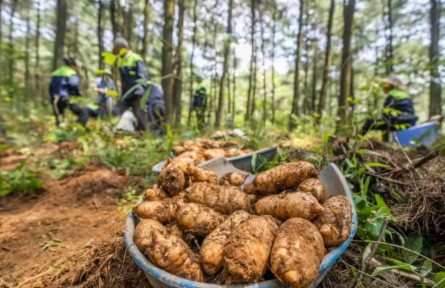 跑出鄉(xiāng)村全面振興“加速度” 貴州抓好產(chǎn)業(yè)和就業(yè)“兩個關(guān)鍵”