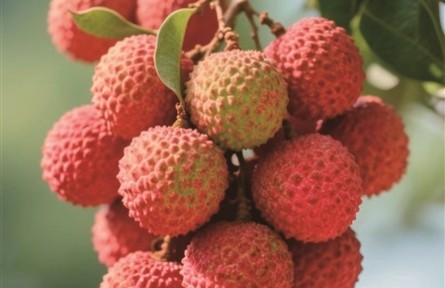 科普|荔枝保鮮，千年技術(shù)變遷