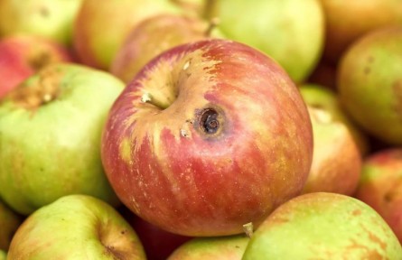 辟謠|食物發(fā)霉了，去掉壞的部分還能吃嗎？