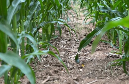 “蓋被”、科創(chuàng)、延鏈——探尋“黑土糧倉”的增收密碼