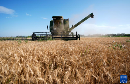 寧夏銀川：塞上江南 收獲小麥