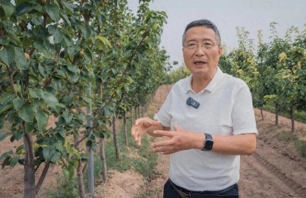 一顆酥梨的“振興密碼”——看陜西蒲城如何書寫特色產(chǎn)業(yè)答卷