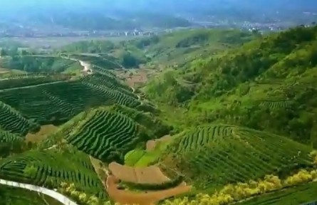 山東日照：一片綠茶的“金牌”保障