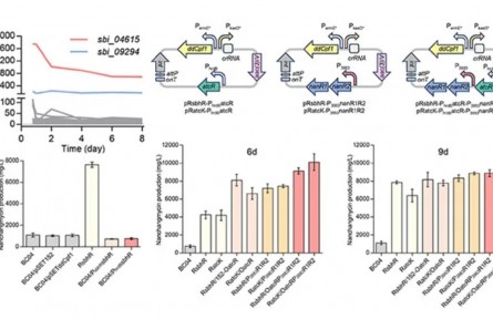 新方法可實(shí)現(xiàn)鏈霉菌藥物高效生物制造