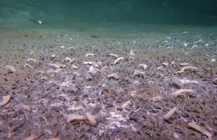 我國(guó)科學(xué)家發(fā)現(xiàn)“吃”硫化氫和甲烷的最深海底生命群落