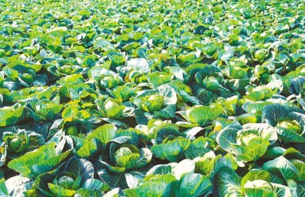 湖北嘉魚潘家灣鎮(zhèn)：一顆甘藍(lán)托舉10億元富民產(chǎn)業(yè)