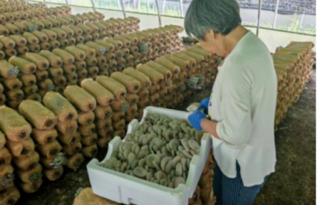 家鄉(xiāng)農(nóng)產(chǎn)品大學(xué)生推薦官｜品牌手記類(lèi) ②：歷山之麓“醉氧香菇”探秘錄