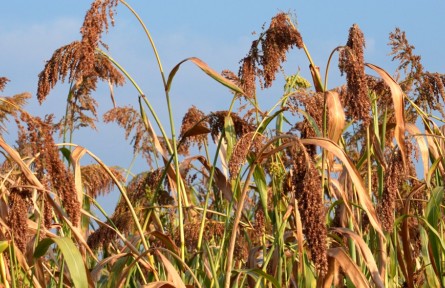 湖北孝昌：“一地三收”鋪就鄉(xiāng)村振興路