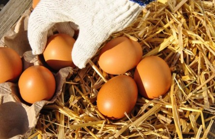 辟謠|雞蛋儲(chǔ)存前，到底要清洗嗎？