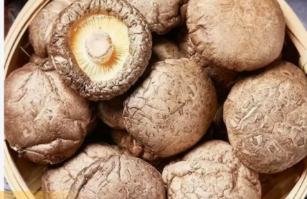 家鄉(xiāng)農(nóng)產(chǎn)品大學(xué)生推薦官｜品牌手記類(lèi) ③：東升與他的“醉氧山珍”品牌故事