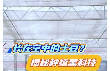 長(zhǎng)在空中的土豆？揭秘你沒(méi)見(jiàn)過(guò)的種植黑科技