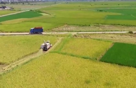 畝產(chǎn)770.5公斤 福建浦城綠色種植再生稻頭季實(shí)現(xiàn)超高產(chǎn)