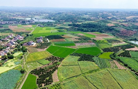 湖北宜昌夷陵區(qū)：高標準農(nóng)田改造 賦能鄉(xiāng)村振興