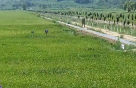 陜西榆林市榆陽區(qū)：昔日鹽堿地 如今“米糧倉”