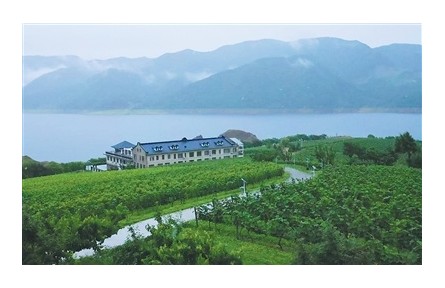 有世界最大“野生山葡萄”原酒貯藏窖，所產(chǎn)葡萄酒為開國(guó)大典專用酒  在“北國(guó)山城”品“東方波爾多”——“北冰紅”