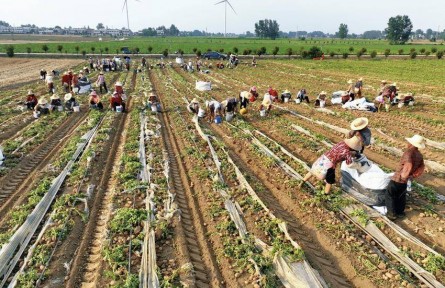 湖北天門崔王村：產業(yè)賦能鼓起集體經濟“錢袋子”