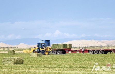 四萬畝荒漠長(zhǎng)出“黃金草”