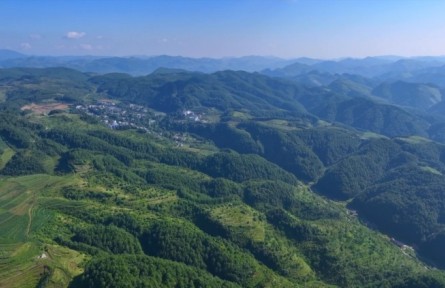 從“石頭村”到萬畝林 貴州海雀村的綠色蝶變