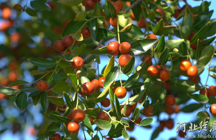 河北：一顆小酸棗撐起50億大產業(yè)