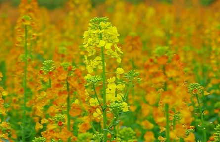 安徽望江：油菜花海披彩妝