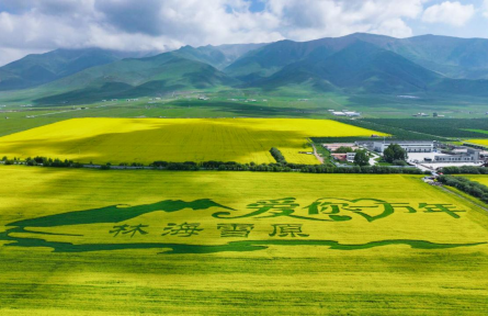 青海門源：油菜花開正盛時
