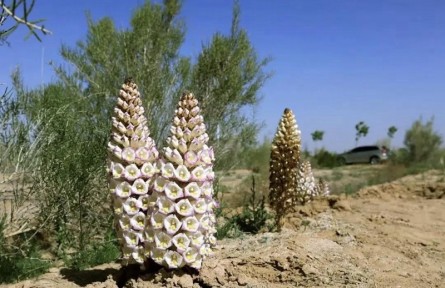 從一棵梭梭，看生態(tài)改善與農(nóng)牧增收互促共贏