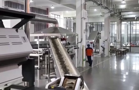 福建：科技賦能白茶生產 新模式助力鄉(xiāng)村振興