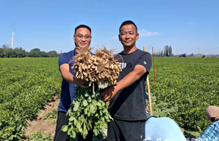 803.4公斤！新疆再次刷新全國花生大面積單產(chǎn)紀(jì)錄