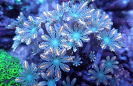 關(guān)于珊瑚，你可以知道的十件事（上）
