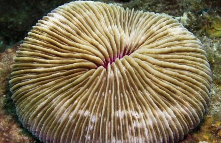 關(guān)于珊瑚，你可以知道的十件事（下）