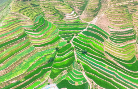 甘肅定西：堅持黨建引領 探索推行村均“百畝田”發(fā)展壯大村集體經濟模式