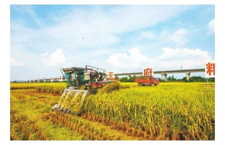 四川“天府糧倉”添新糧 蜀鄉(xiāng)豐景收獲忙