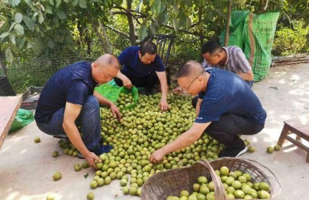 湖北?？担?5萬(wàn)畝核桃喜迎豐收 綜合產(chǎn)值破6億元