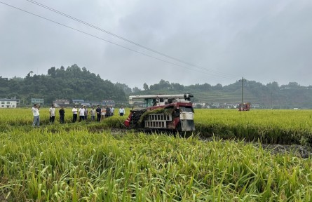 一線測(cè)產(chǎn)背后，瞥見四川水稻育種新趨勢(shì)