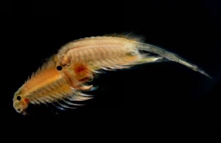 “死亡之?！斌@現(xiàn)“生命奇跡”！新疆塔克拉瑪干沙漠西北緣發(fā)現(xiàn)鹽水豐年蝦