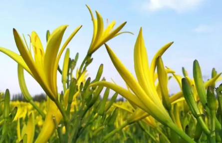 家鄉(xiāng)農(nóng)產(chǎn)品大學(xué)生推薦官 | 品牌手記?：“忘憂草”成“致富花”：大同黃花產(chǎn)業(yè)的蝶變之路