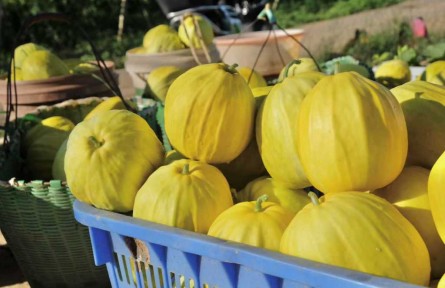 湖北黃石龍山村：蜜瓜產業(yè)鋪出“甜蜜”振興路