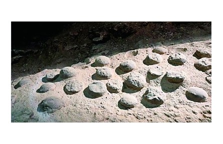 8600萬年前！最大恐龍蛋化石群年代謎題被破解