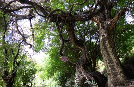西藏發(fā)現(xiàn)高海拔地區(qū)已知樹齡最長的野生葡萄樹