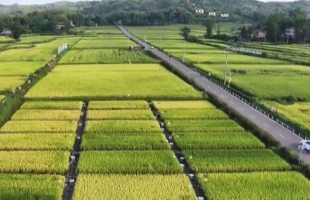 重慶：強(qiáng)科技 造品牌 助力水稻產(chǎn)業(yè)高質(zhì)量發(fā)展