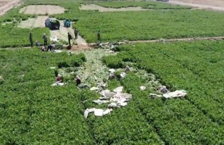 甘肅白銀：鹽堿地改造項(xiàng)目助“不毛之地”變身“沃土良田”