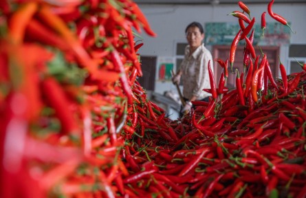 縣融記者：今天我們一起“曬豐收”