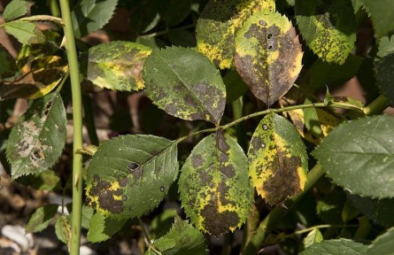 科技名詞|植物病害 plant disease